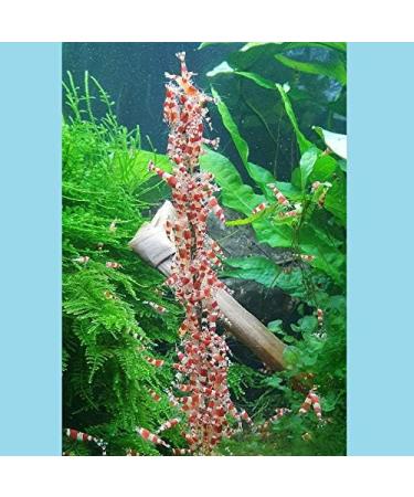 Buy Shrimp Lollies Super Mix - 11 Lollipops for International Shipping | Delicious Seafood Treats - Buy Online on GoSupps.com