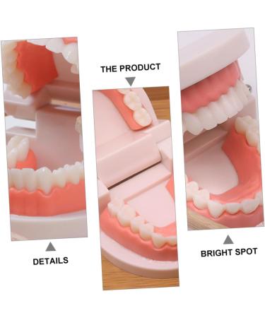 Buy Beavorty Learning Toothbrush Toys for Early Teething | Pedagogical Tooth Cleaning Model for Preschool - Buy Online on GoSupps.com