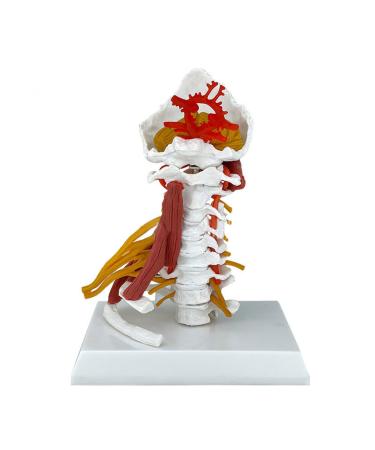 Cervical Spine Model Human Cervical Vertebra Spine with Brain Stem Muscle Thoracic Nerves Anatomical Model Anatomy for Science Classroom Study Display Teaching Medical Model