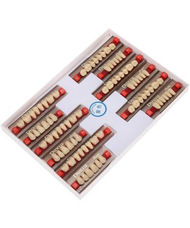 Professional Polished Synthetic Resin Tooth Model for Flawless Cleaning - Ideal for Learning and Study - Buy Online on GoSupps.com