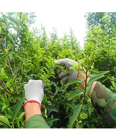printemps Phoenix th longitudinal unique 250g (0.55LB) Oolong lumi re Parfum naturel th chinois nourriture verte Th Th vert Fenghuang dancong th  - Buy Online on GoSupps.com