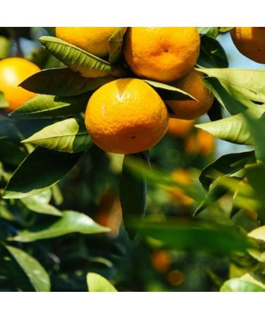 HQZM 500g Xinhui Mandarin Peel Pu Erh Tea Strong Flavor Chinese Elegant Gift with Rich Tea Flavor - Buy Online on GoSupps.com