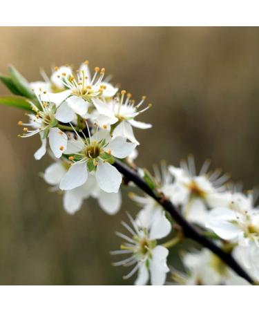  IDDA Herbal IDDA Herbal Hawthorn Herbal Tea 500 g Dried and Cut Grass Hawthorn Herbal Tea Loose Tea - Buy Online on GoSupps.com