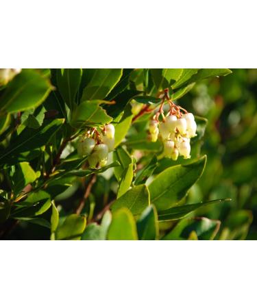 Common Bearberry Leaf Tea | Arctostaphylos Uva-Ursi | Raisin D'Ours Feuille Tisane | Health Embassy (50g) - Buy Online on GoSupps.com