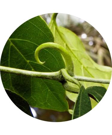 Organic Cat's Claw - 450g powder - Buy Online on GoSupps.com