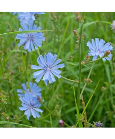 Herboristeria du Valmont Organic wild chicory herbal tea sliced root 250 grams - Buy Online on GoSupps.com