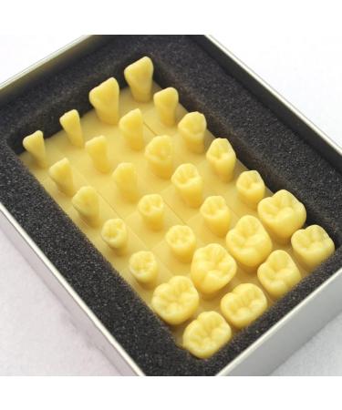 Bative 1.2-Fold Oral Dental Model - Enlarged Tooth Morphology for Students & Professionals | International Shipping Available - Buy Online on GoSupps.com