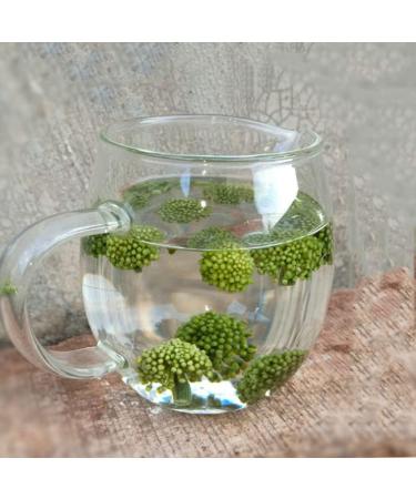 Panax Notoginseng Sanchi Flower Sanchi Flower Sanqi Flower Buds pseudo-ginseng Flower flower Buds of Panax Notoginseng Panax Notoginseng Flower Bud sanqihua notoginseng (250grams) - Buy Online on GoSupps.com