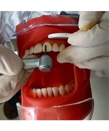 AWJ Dental Anatomy Cavity Cover Models - 28 Screwproof Teeth for Dental Students & Stomatology Training - Buy Online on GoSupps.com