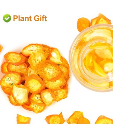 Buy Dried Kumquats Tea 100g - 100% Natural Herbal Tea | Top Quality Chinese Loose Leaf Tea - Plant Poison - Premium Herbal Tea - Buy Online on GoSupps.com