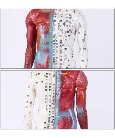 Male Human Body Model with Muscles for Pressure Acupuncture and meridians - Buy Online on GoSupps.com