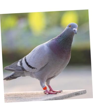 FOMIYES 600 Pcs Homing Pigeon Anklet Labels Where Pigeon Foot Bands Clip on Leg Ring Drumstick Pigeon Ring 0.8X0.8X0.16CMx2pcs Assorted Colorx2pcs - Buy Online on GoSupps.com