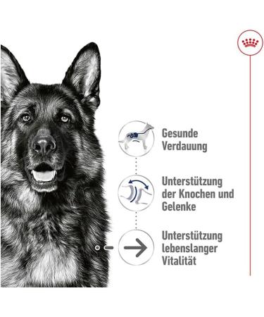 Royal Canin Maxi Ageing 8+ | Pack of 4 | 4 x 10 x 140 g | Complete Food for Dogs | for Large Older and Senior Dogs (26 to 44 kg) | From 5 Years - Buy Online on GoSupps.com