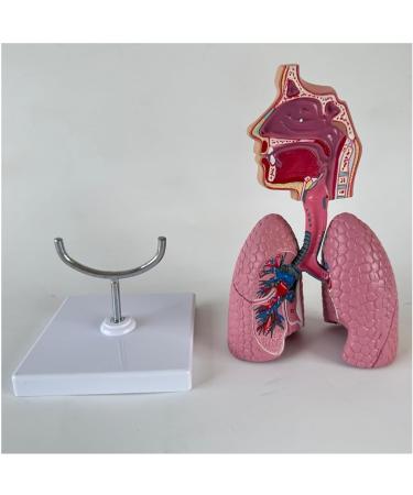Human Lung Model Human Nasal Cavity Throat Anatomy Model Lung Model Teaching Tool Study Tools for Anatomy and Physiology Students Display Teaching Tool - Buy Online on GoSupps.com