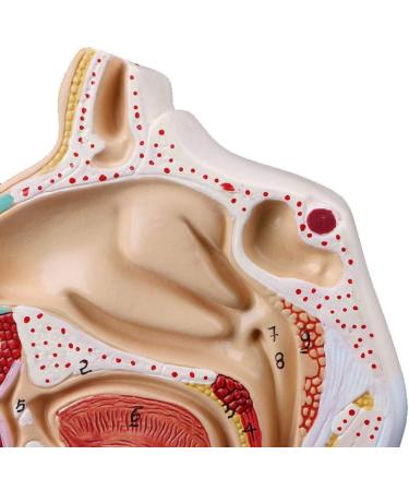 Human Nasal Anatomy Model Pathology Nose Otolaryngology Model Human Nasal Cavity Model Medicine Teaching - Buy Online on GoSupps.com