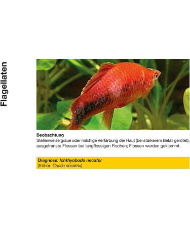 Sera CostaPur F 500 ml Effective Medicinal Treatment for Fish Against Ichthyophthirius Multifiliis & Skin Parasites | Aquarium Medication - Buy Online on GoSupps.com