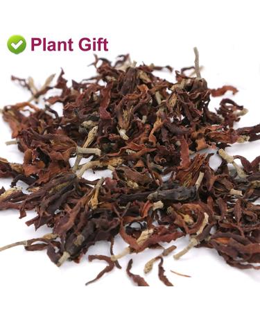 Premium Dried Magnolia Tea 40g - Edible Flower Herbal Tea | Fragrant Natural Health Benefits - Buy Online on GoSupps.com
