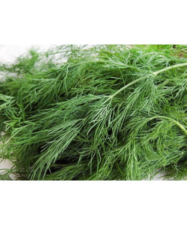 100 Organic Non-GMO Dukat Semi di aneto * Sweetest aromatico ad Alto rendimento