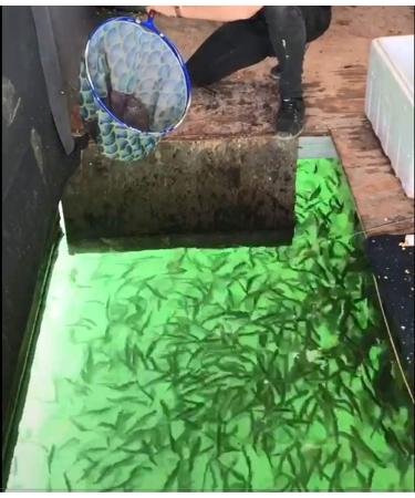 Lightingsky 12V Submersible Fishing Light with 180 LEDs - 1080 Lumens - Green - 5m Cord - Buy Online on GoSupps.com