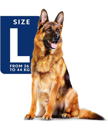 Royal Canin Dog Food Maxi Adults 5+ 4kg - Buy Online on GoSupps.com