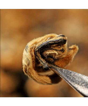 Th noir de Chine th m r Yunnan Golden Bud d'escargot Dian Hong Th noir Th cuit th Th rouge Aliments verts(50) 50.0 Grammes - Buy Online on GoSupps.com
