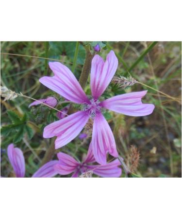 Herboristeria du Valmont Mauve Flowers Herbal Tea 125 grams - Buy Online on GoSupps.com