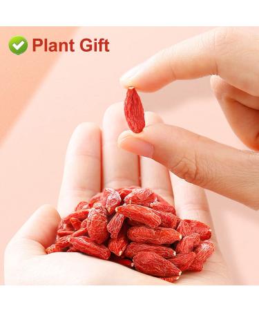 Buy Plantgift Goji Berries 125g - Antioxidant Superfood for Baking Teas & Smoothies | Keto Vegan Non-GMO - Buy Online on GoSupps.com