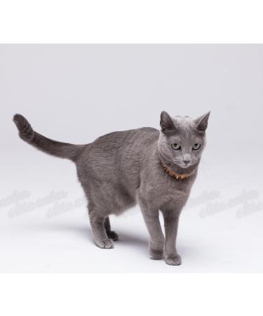 100% Baltic Amber Dog Necklace | Tick Protection for Cats & Dogs | Eco-Friendly Dog Collar - 24 - Buy Online on GoSupps.com