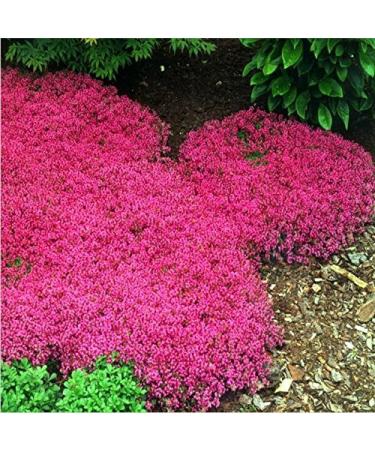 100 stksBag Creeping Thyme Seeds or Blue Rock Cress Seeds Perennial Flower Ground Cover Natural Growth for Home Garden 2