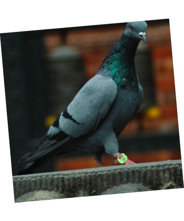 Beavorty 200 pcs Racing Digital Indoor Bands Identification Clip- Plastic Band Chick Pigeon Bird Leg 1X1X0.8CMx2pcs Greenx2pcs - Buy Online on GoSupps.com