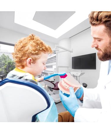 Realistic Tooth Model for Dental Care & Study | PVC Dental Demonstration Tool for Kids - Buy Online on GoSupps.com