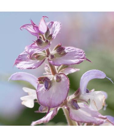 PRIMAVERA Women's Wellbeing Cycle Roll-On 10ml - Organic Aromatherapy for Relaxation & Antispasmodic Relief - Vegan & Travel-Friendly - Buy Online on GoSupps.com