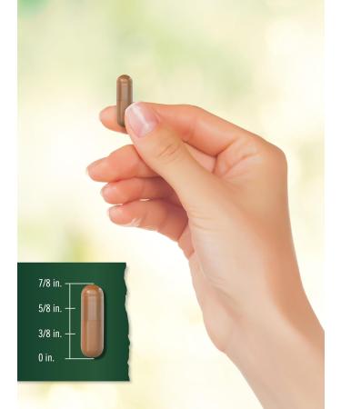 Tahoe Nutritionals Hawthorn Berry Capsules | 1695mg per Serving | 250 Count | Extract Supplement for Women and Men | Non-GMO Gluten Free Extract - Buy Online on GoSupps.com