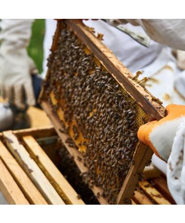 L'Abella Mel - 100% Natural Rosemary Flower Honey | Pure Bee Honey - Hand Harvested in Spain - Gluten Free - 1000g - Buy Online on GoSupps.com