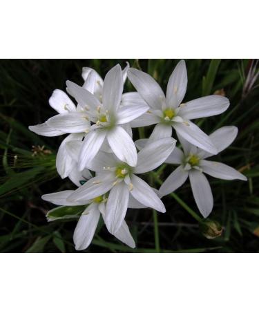 Buy Star of Bethlehem No. 29 Princeps - Original Bach Flower Drops | Fast International Shipping - Buy Online on GoSupps.com
