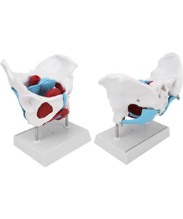 Pongnas Efficient Stylish Utensil for Fitness Training | Optimal Demo & Extra Content - Shop Internationally - Buy Online on GoSupps.com