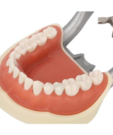 Teeth Model - Teaching Standard Typodont Demonstration Model with 32 Teeth & Soft Gums | Learn Tooth Morphology | International Shipping Available - Buy Online on GoSupps.com