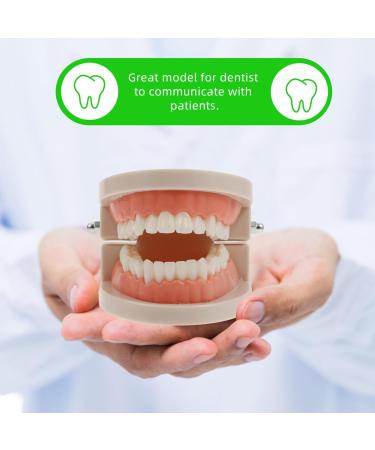 Ultechnovo Tooth Prosthesis Model Toys - Fun and Educational Dental Care for Kids | Perfect for Brushing Practice - Buy Online on GoSupps.com