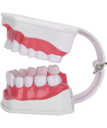 Verdant Touch Dentist Tooth Model | Dental Teaching Tools & 2X Magnification for Effective Dentist Training - Buy Online on GoSupps.com