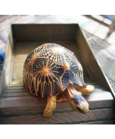 juler Tortoise Wood Grain Bath Tub Tortoise Lizard ABS Plastic Stepped Food Bowl Climbing Pet Sun Terrace (Brown) - Buy Online on GoSupps.com