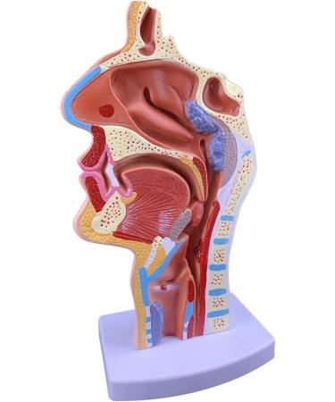 Mouth Nose Throat Pharynx Education Human Body ENT Model Study Model Pathology Nose Throat Model Enlarge The ical Model of Human Organs A+a - Buy Online on GoSupps.com