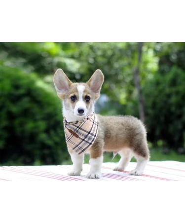 Lionet Paws Dog Bandana - Triangular Headscarf for Small Medium & Large Dogs - Grey (Pack of 1) - Buy Online on GoSupps.com