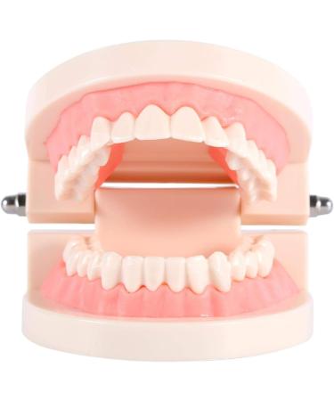 XINMYD Tooth Model - PVC Dental Teaching Aid for Kids | Standard Model for Effective Tooth Brushing Demonstration - Buy Online on GoSupps.com