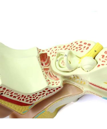 Medical Human Ear Model Outer and Middle Ear and Inner Ear ENT Ear Structure Model Ear Structure Model - Buy Online on GoSupps.com
