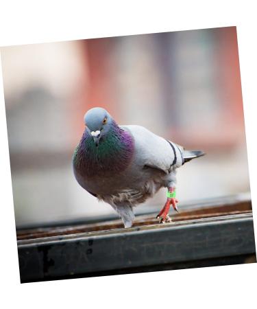 Beavorty 200 pcs Racing Digital Indoor Bands Identification Clip- Plastic Band Chick Pigeon Bird Leg 1X1X0.8CMx2pcs Greenx2pcs - Buy Online on GoSupps.com
