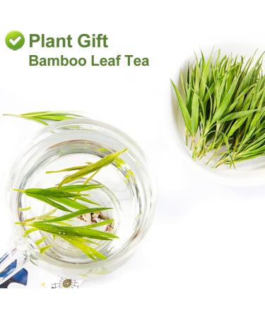 Plant Gift Bamboo Leaf tea Chinese flower tea fruit tea 100% natural ability Beautiful Anti Aging 15g - Buy Online on GoSupps.com