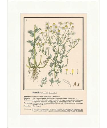 Biller Antik Chamomile Matricaria Chamomilla Field Camomile Pharmacy Medical Plants Medical Herbs 206