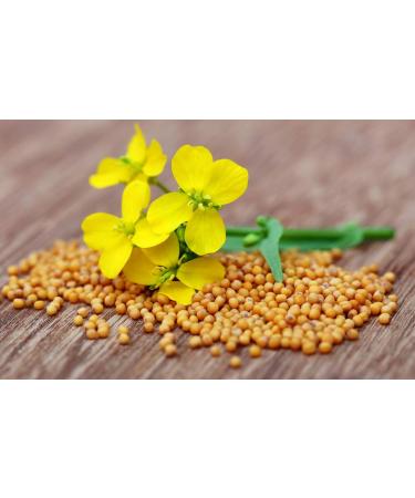 Organic Yellow Mustard Seed 100g - Ideal Homemade Mustard Recipe - Resealable Biodegradable Freshness Bag (100) - Buy Online on GoSupps.com