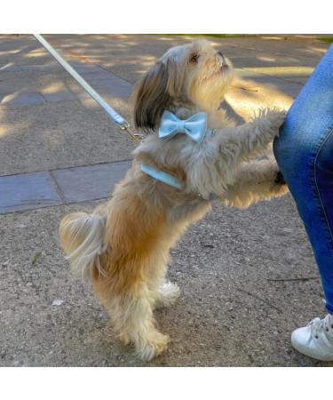 Laika Planet Premium Dog Harness for Small Dogs - Velvet Loop 1.50m Leash Maximum Safety & Comfort (XS Blue) - Buy Online on GoSupps.com