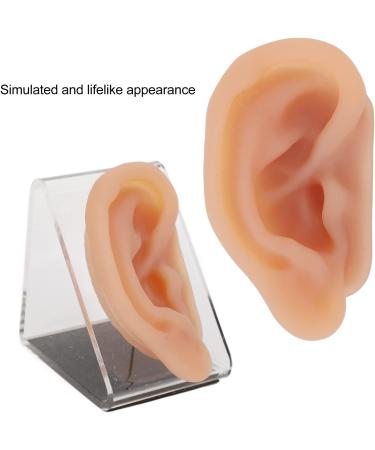 Ear Model Silicone Simulated Ear Model Ear Model with Display Stand Acupuncture Practice Tool for Piercing Display - Buy Online on GoSupps.com